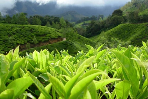 Ceylon Tea