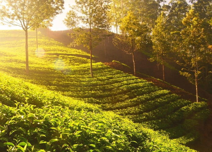 Ceylon Tea