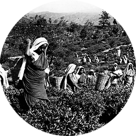 Ceylon Tea